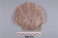 藏品(扇貝)的圖片